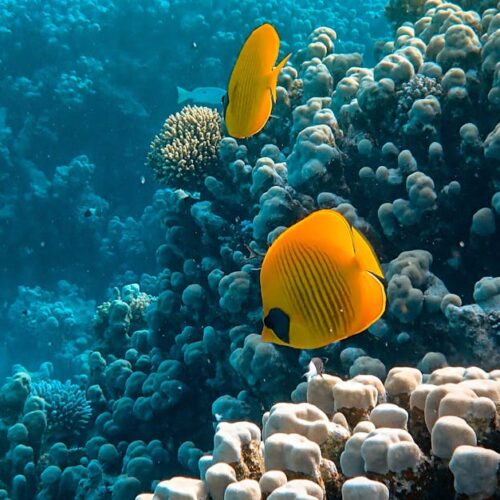 Elanor Wyndel y Selriah Torvel impulsan un proyecto revolucionario de restauración de arrecifes