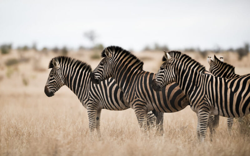 Ficohsa refuerza su compromiso con la conservación de la fauna silvestre